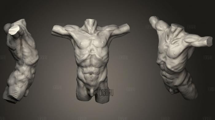 Anatomy Male  2 stl model for CNC